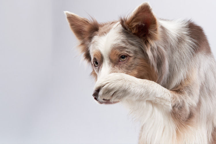 Is Your Dog Really Picky? Why Portion Size May Be the Real Issue