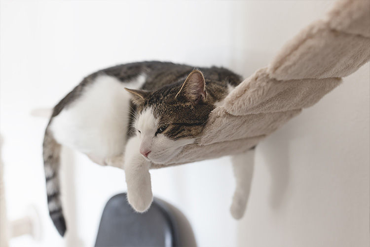 Why Cats Love High Places (And Why They Need Them)