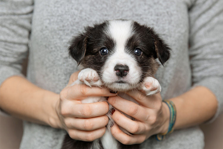 Common Puppy Mistakes New Owners Make (And How to Avoid Them)