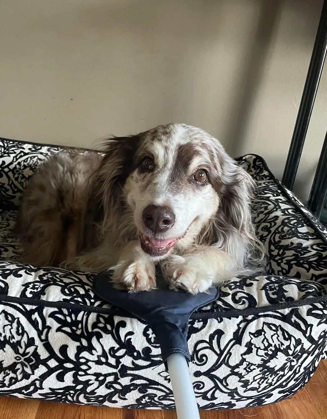 Happy senior dog