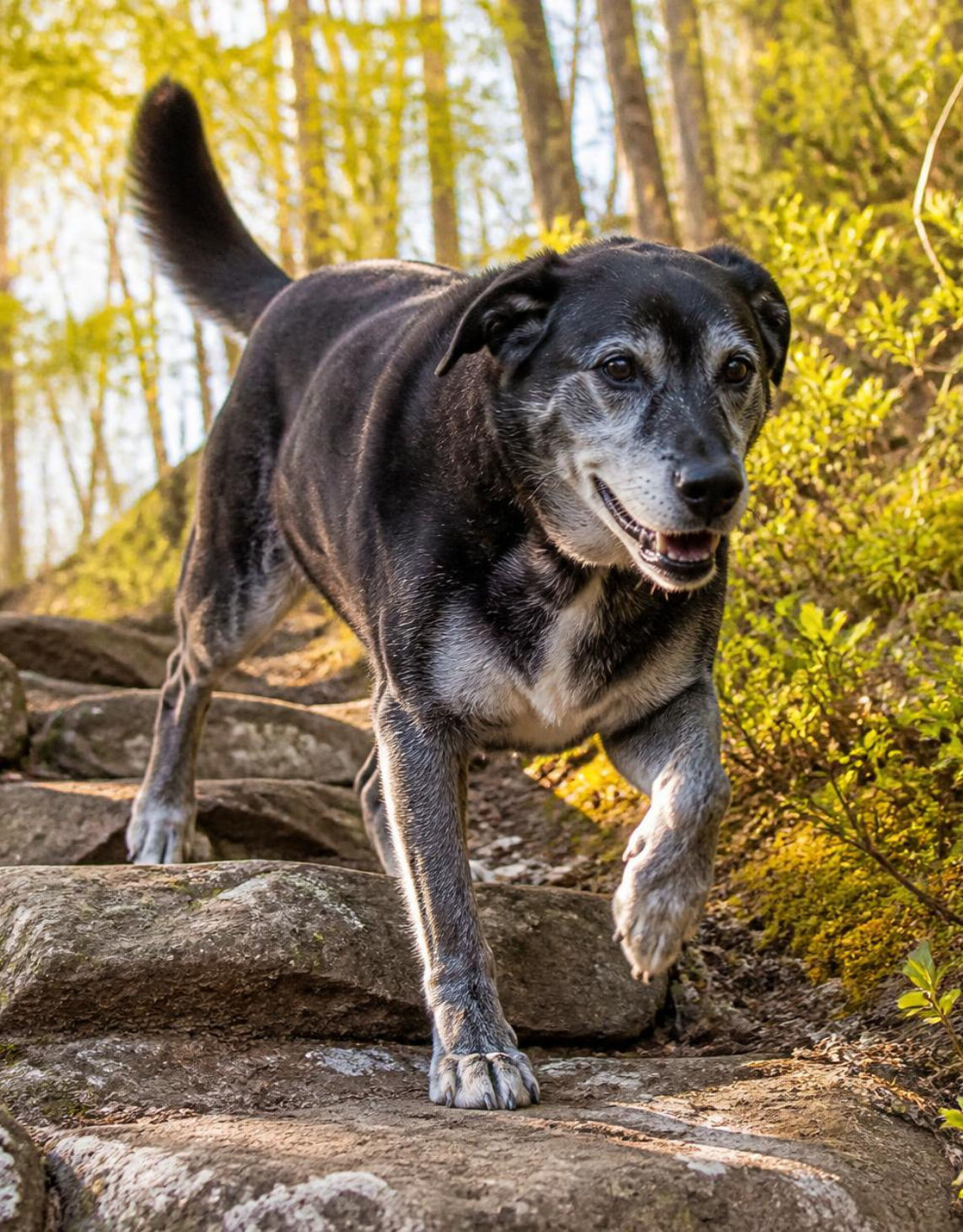 Active senior dog