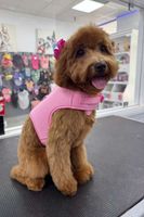 Image of $10 Off Grooming Tuesdays & Wednesdays Promotion in Coconut Creek