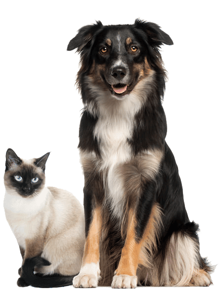Dog-Cat