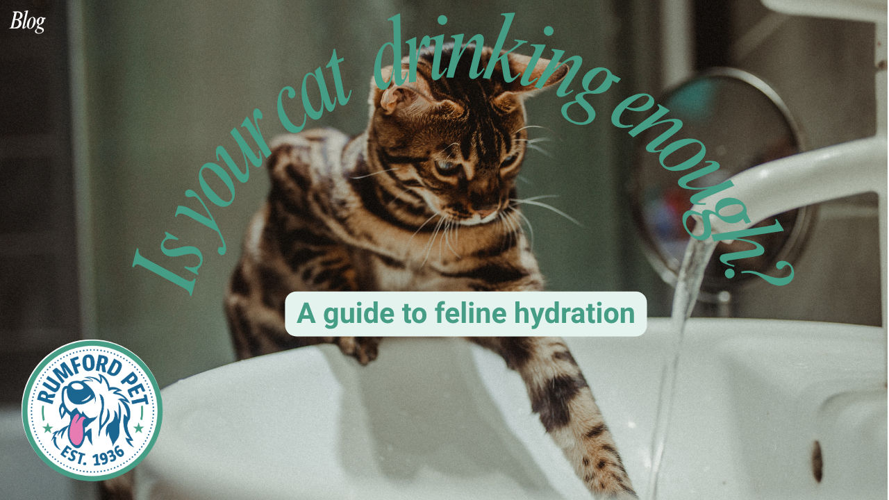 Is Your Cat Drinking Enough? A Guide to Feline Hydration
