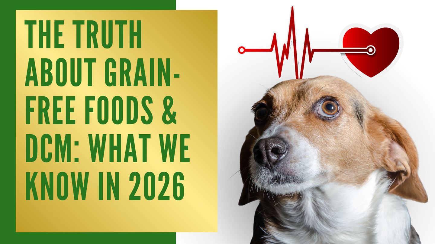 The Truth About Grain-Free Foods & DCM: What We Know in 2026