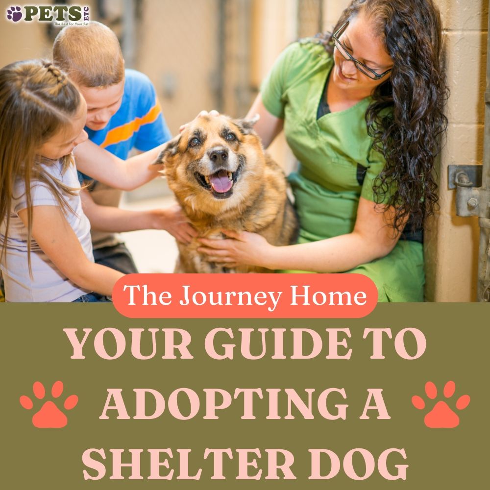The Journey Home: Your Guide to Adopting a Shelter Dog