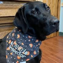 Image of Local Pet Event Tricks for Treats Nearby