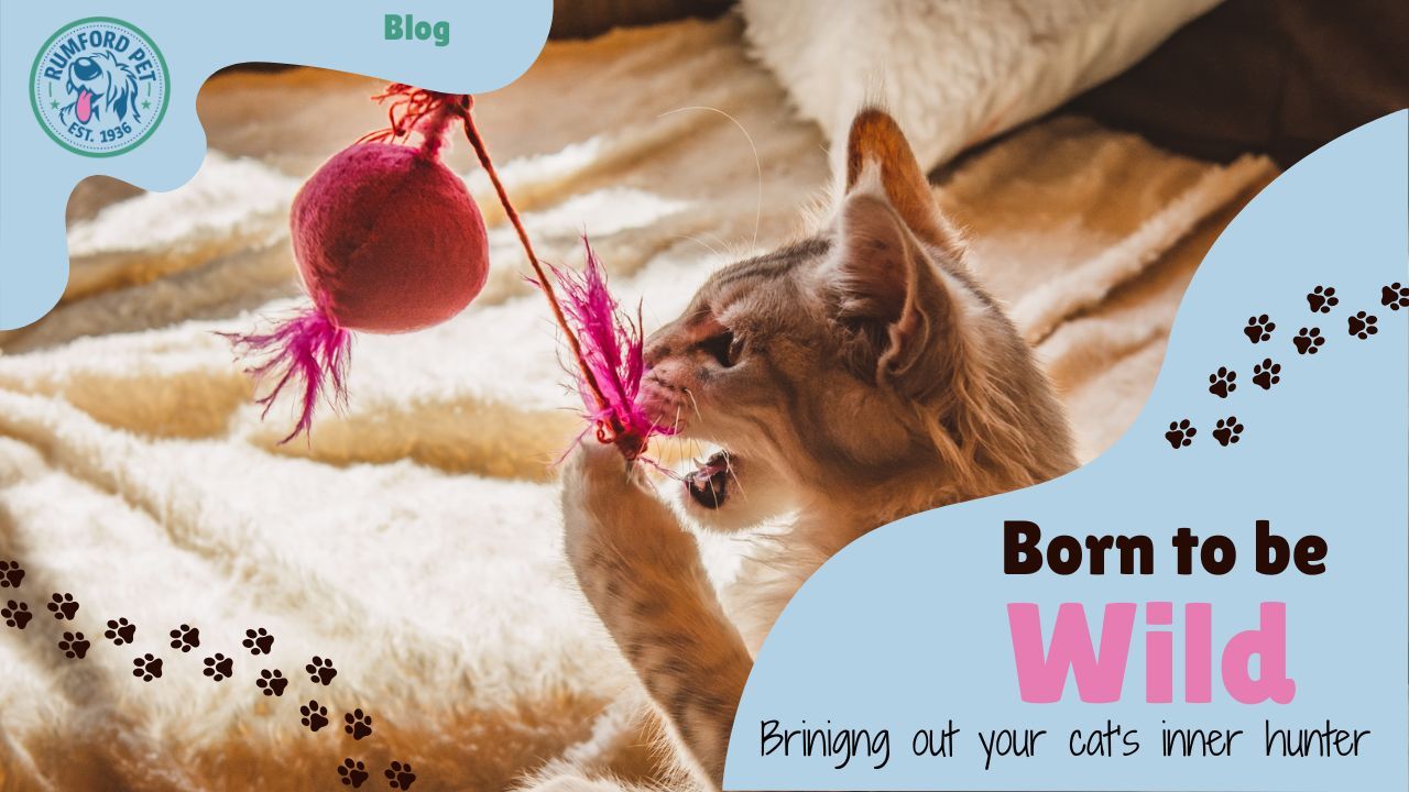 Born to Be Wild: Bringing Out Your Cat’s Inner Hunter