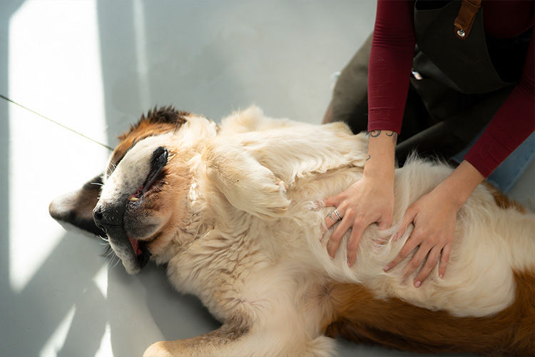 Why Gut Health Matters for Your Pet’s Overall Wellness