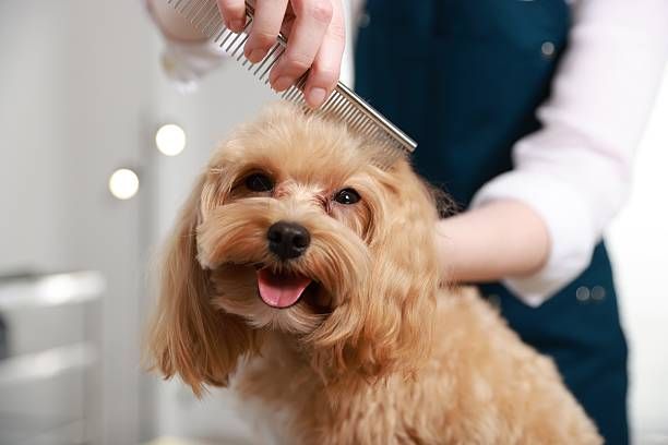 More Than a Haircut: Why Regular Dog Grooming Matters