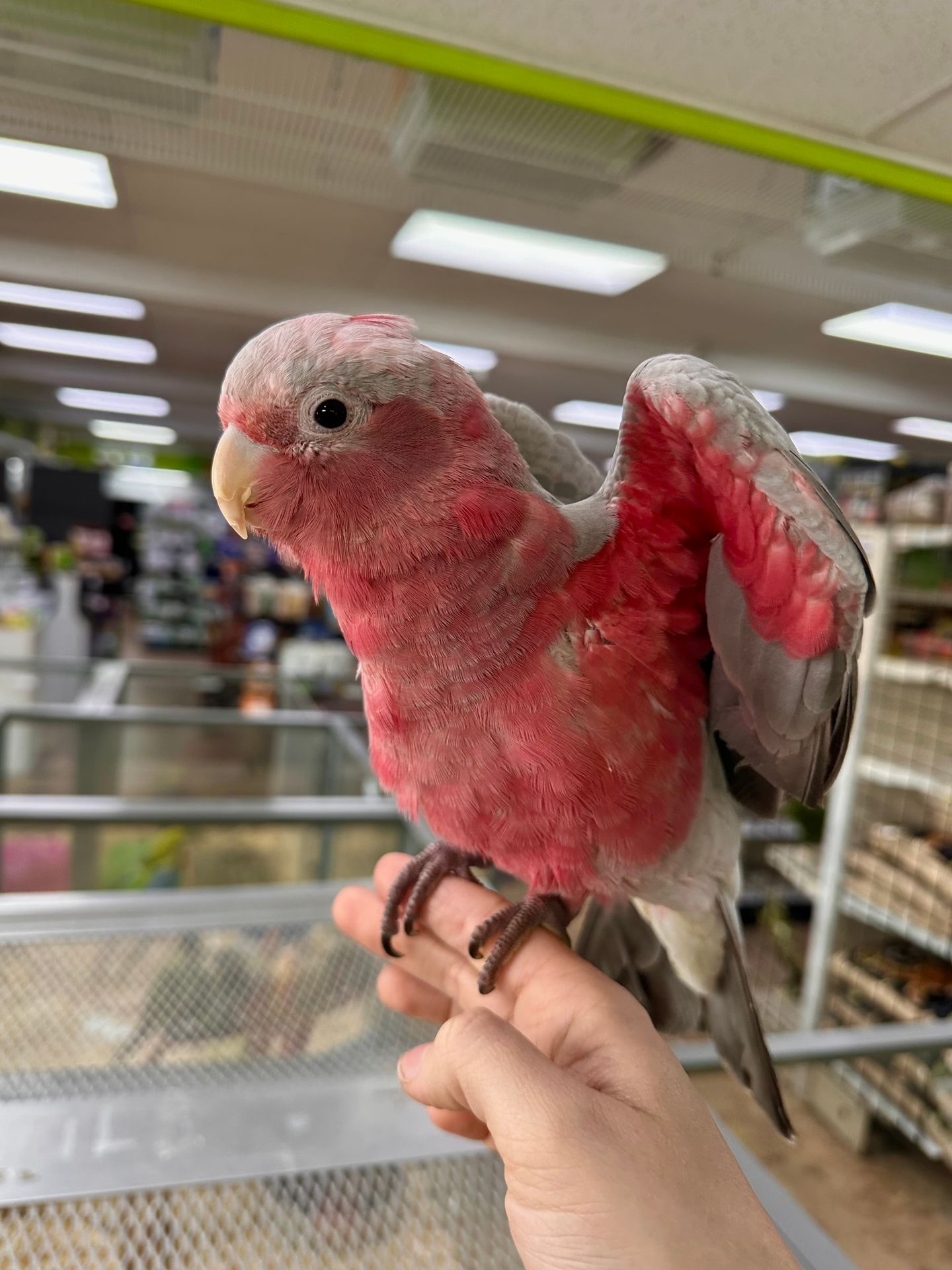 DNA Sexing on Birds