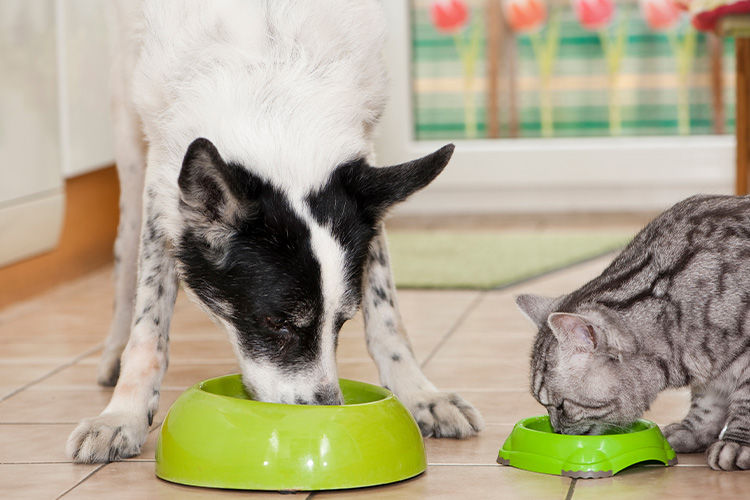 What Should Be in Your Pet Pantry? Everyday Essentials Worth Keeping on Hand