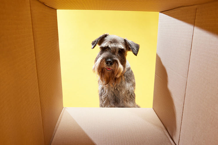 Running Low on Pet Food? How Local Delivery Can Make Your Routine Easier in Scottsdale
