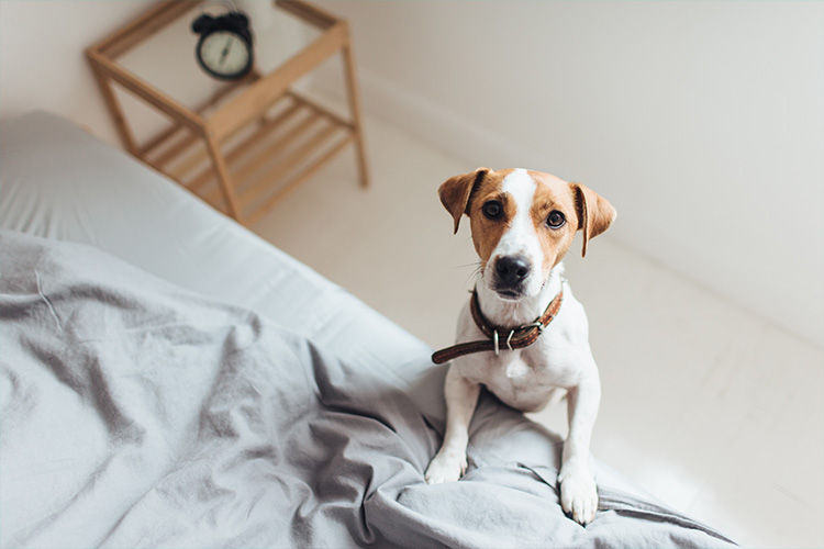 Why Dogs Thrive on Predictable Routines
