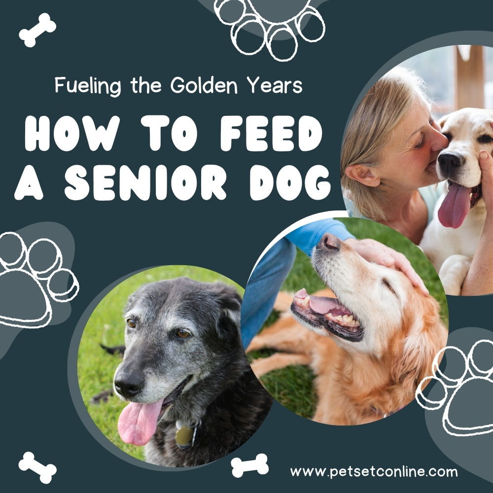 Fueling the Golden Years: How to Feed a Senior Dog