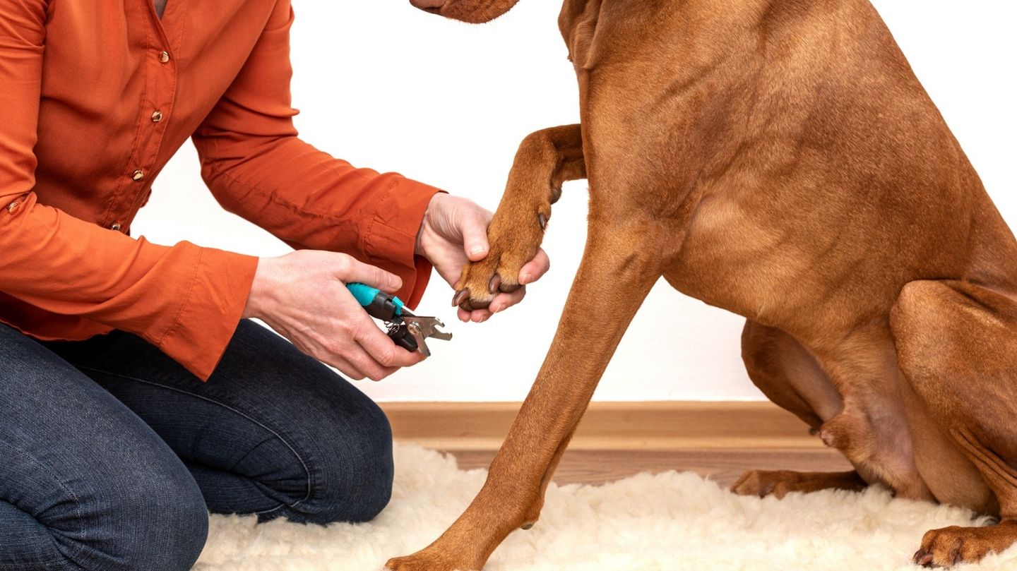 How Often Should Dog Nails Be Trimmed?