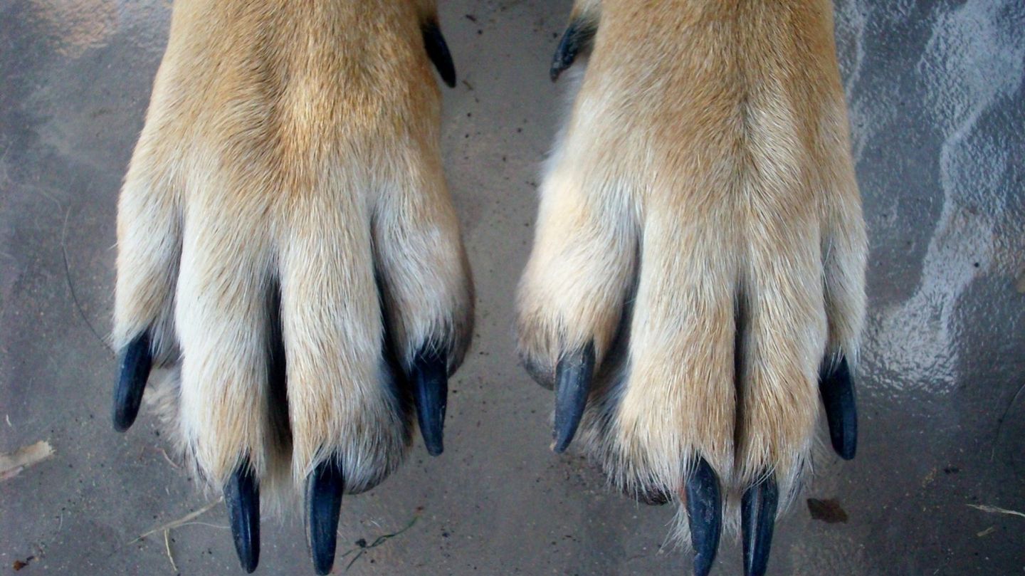 Dog Nail Trimming in Kansas City