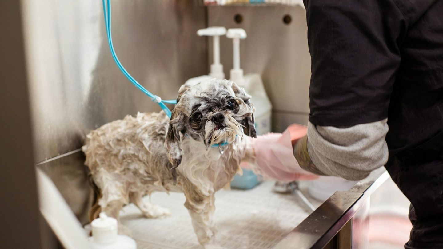 Dog Bathing Services in North Kansas City