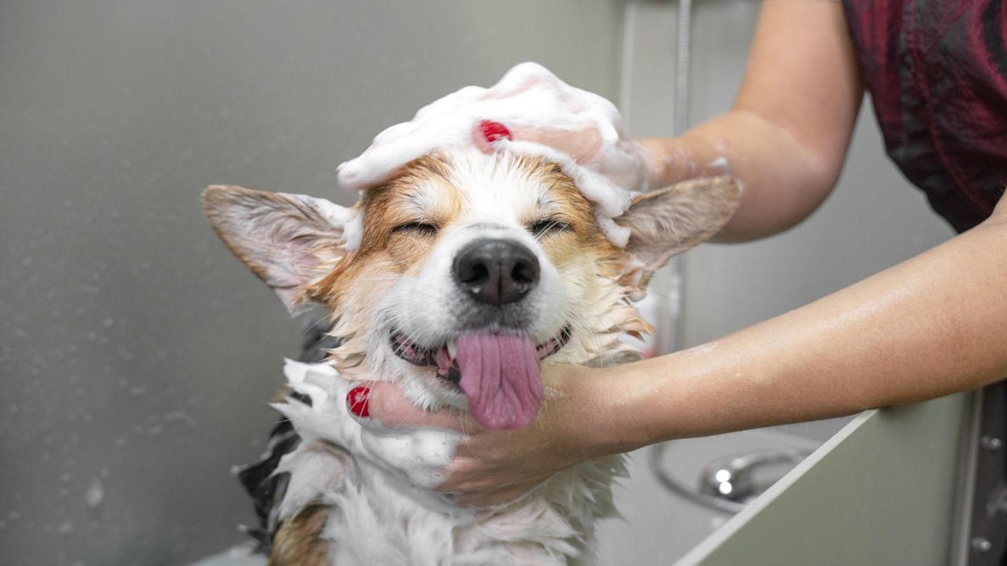 How Often Should Dogs Get a Bath?