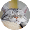Kitty Hotel