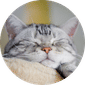 Kitty Hotel