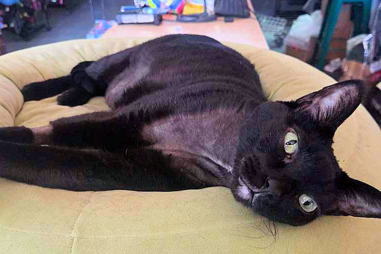 Delilah, store kitty at Boofy's Best for Pets, after surgery