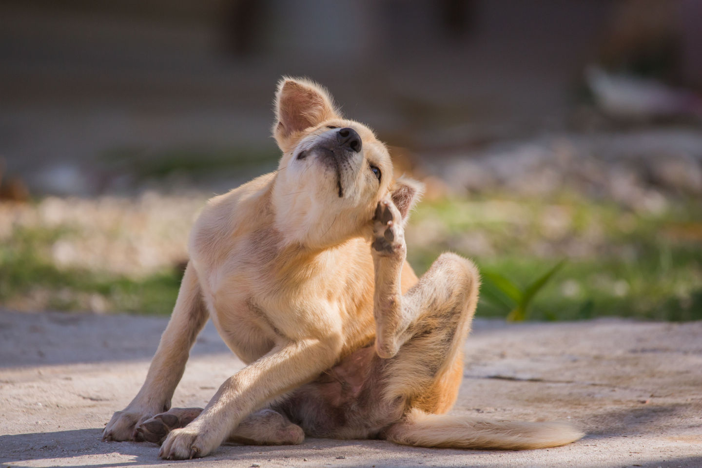 Fall Allergies in Dogs: Why Your Pup May Be Itching This Season