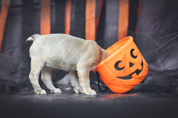 What Halloween Candy Would Your Dog Be?