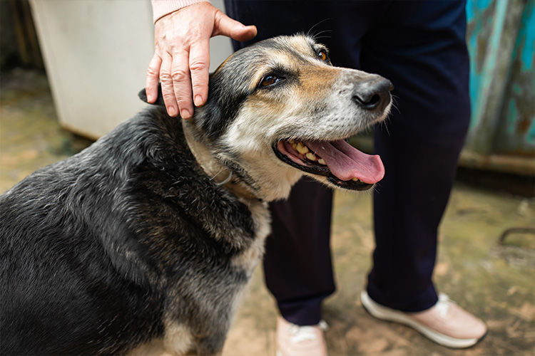 Helping Senior Pets Stay Active, Comfortable, and Engaged