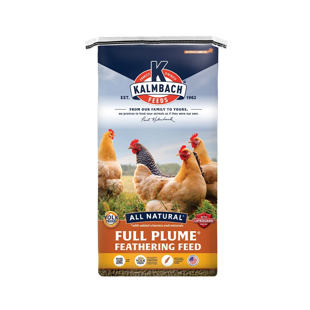 Image of blog post Why Are My Hens Not Laying Eggs? Common Causes and Solutions