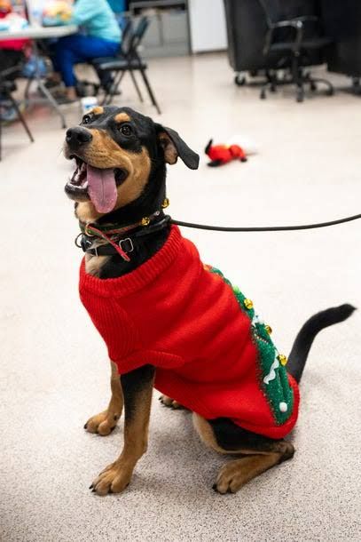 Image of blog post Letters to Santa: Make a Rescue Pet’s Christmas Wish Come True