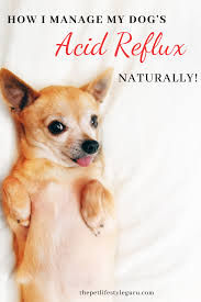 acid reflux remedy for dogs