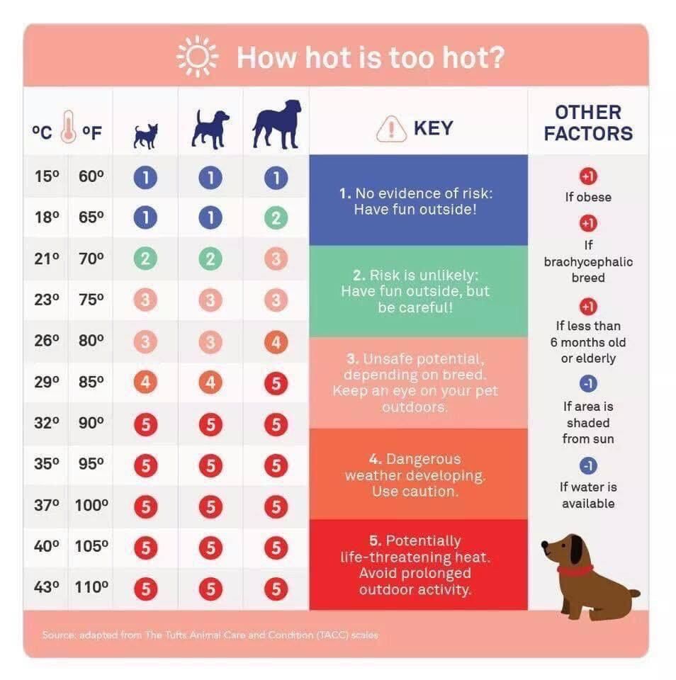 Summer Pet care