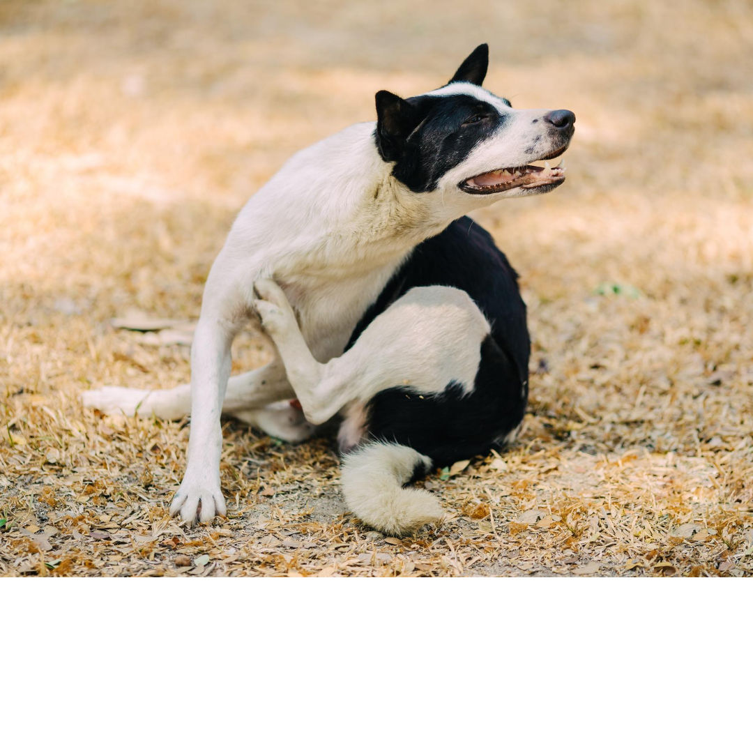 Food Allergy?  Will your dog benefit from an elimination diet?