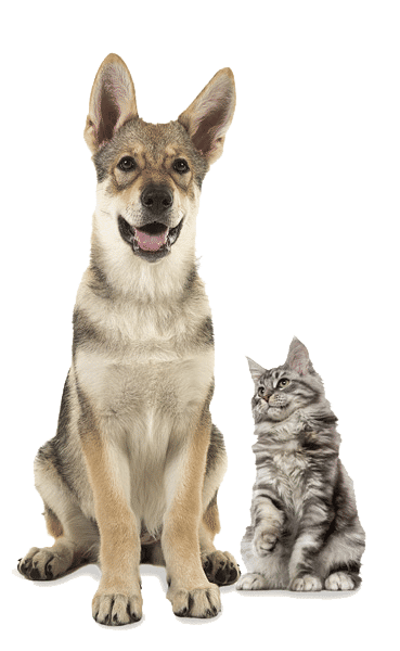 are tamaskan dogs good with cats