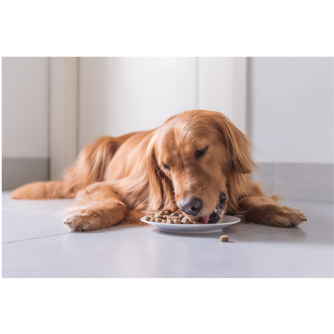 Which Type of Food Is Best For My Dog?