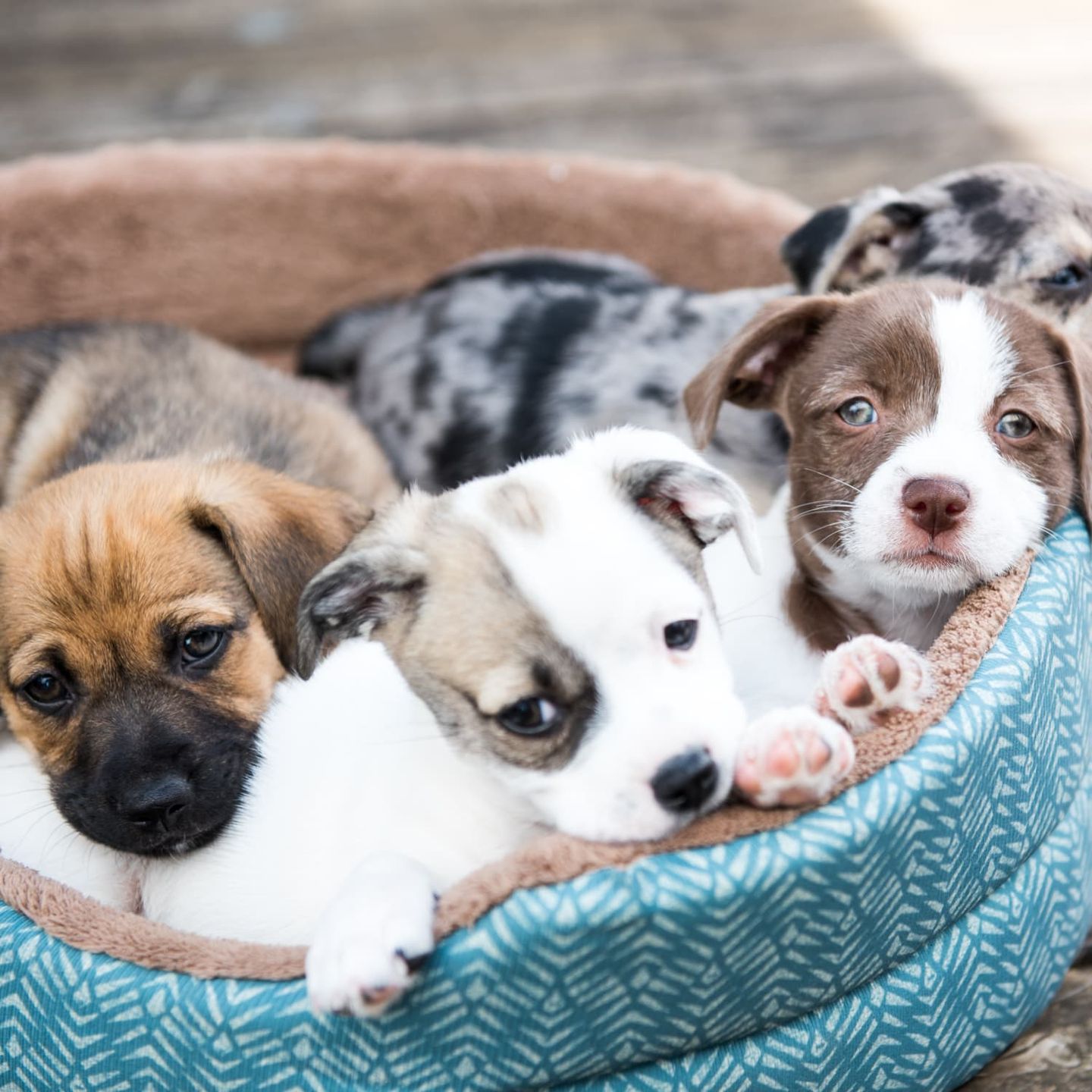 Growing Puppies and How to Feed Them
