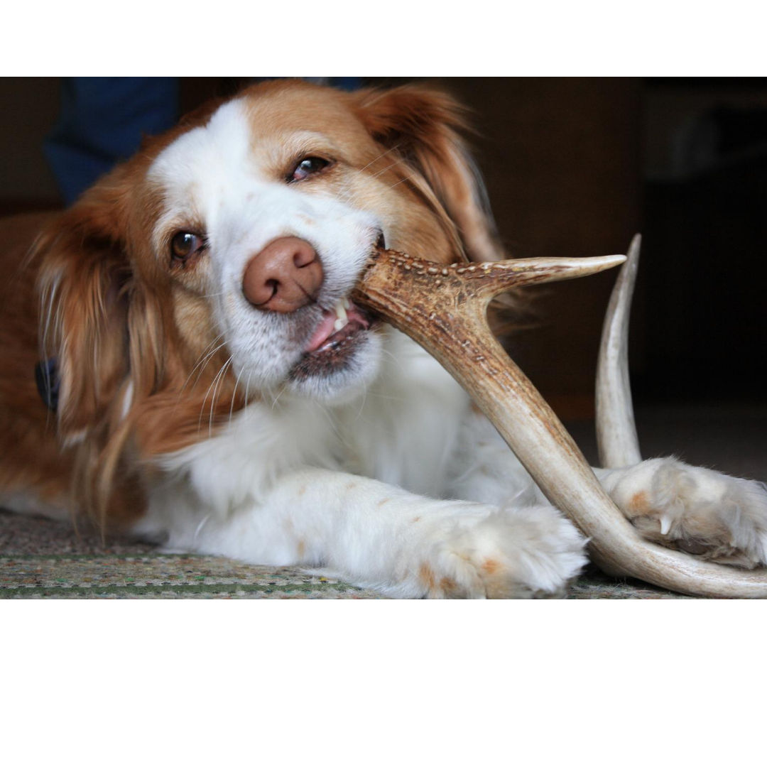 What Chews Are Best For My Dog?