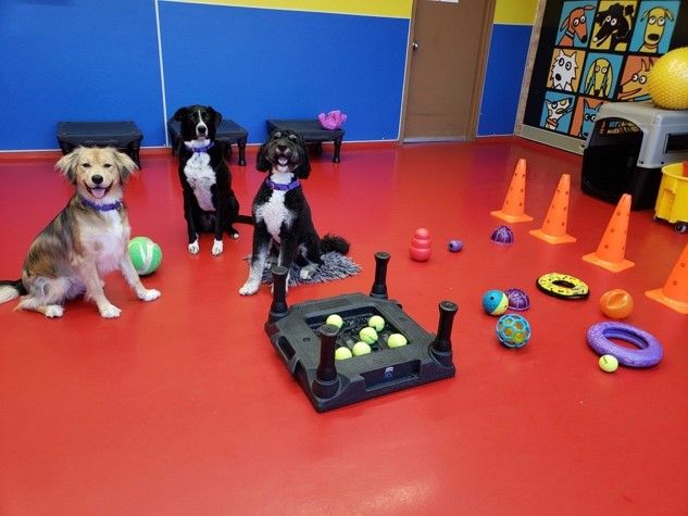 Enrichment Day Care for Dogs – Canine Movement Lab