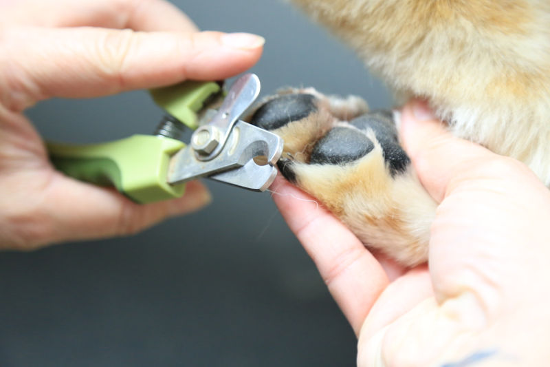 fun fur pets grooming