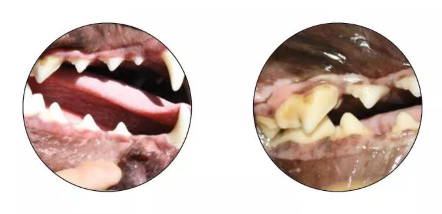 Raw vs Dry Kibble