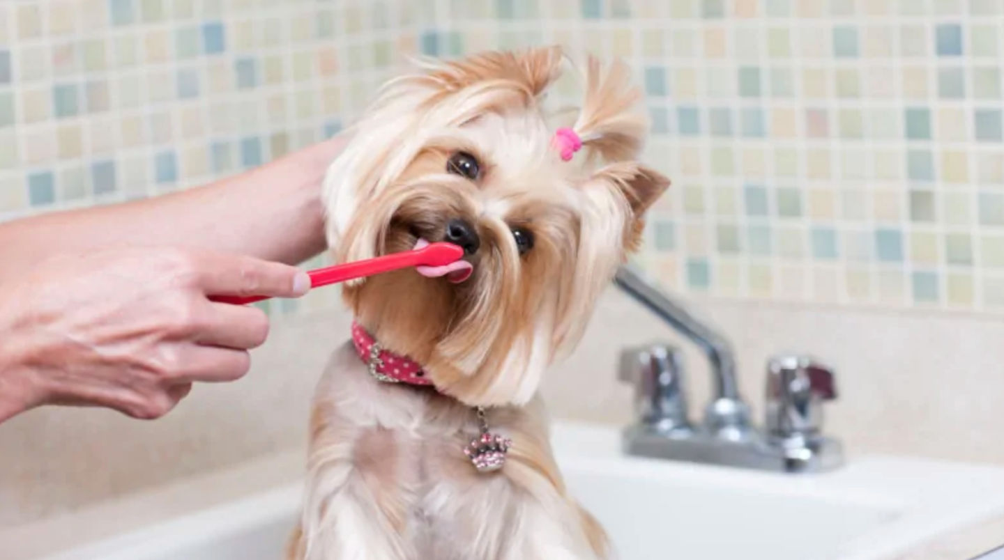 Dogs need kibble to keep their teeth clean.  -- Myth or True?