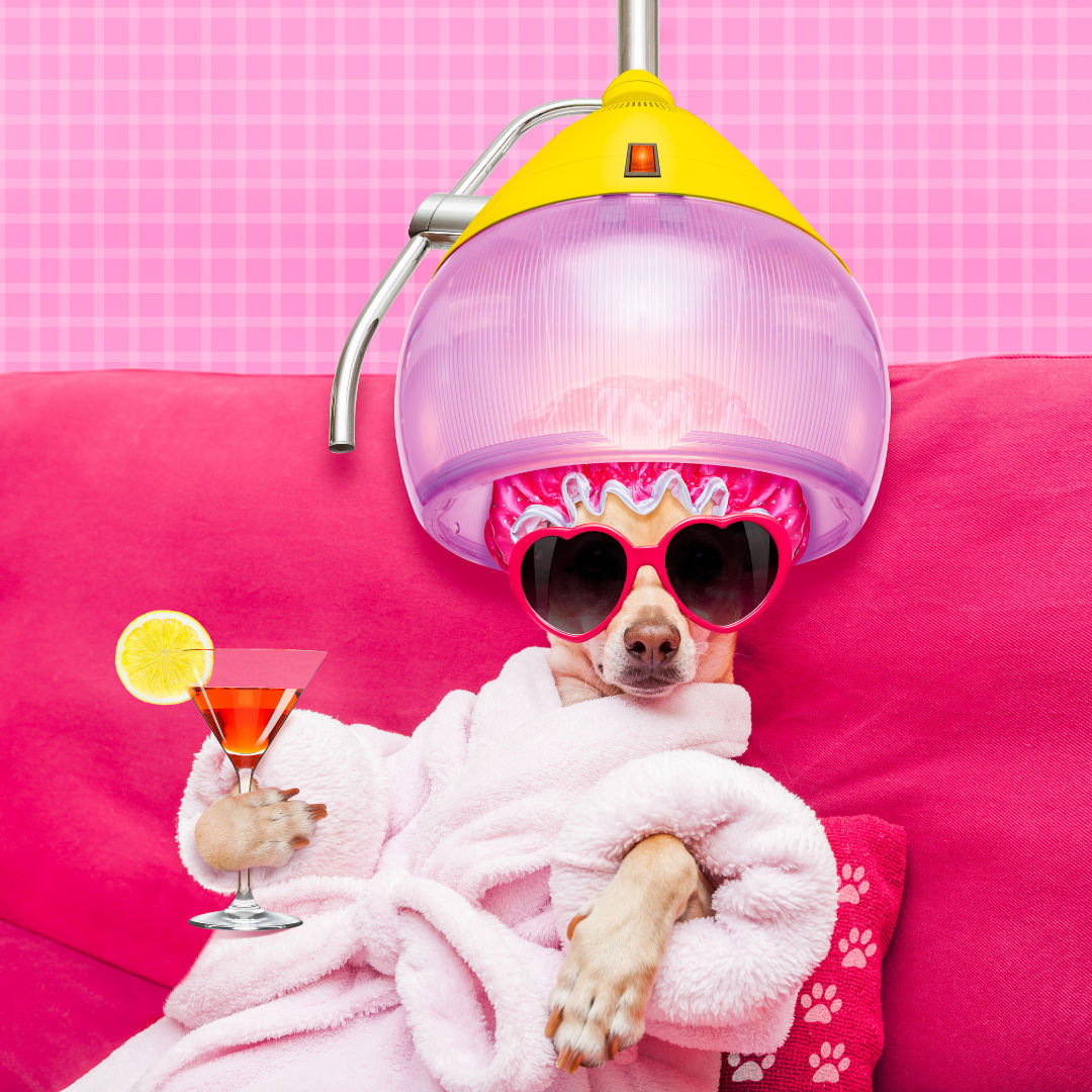 Spa Pet Grooming in Fleming Island