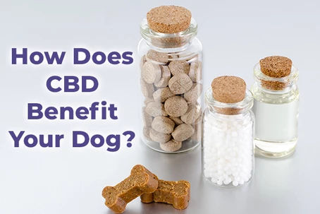 How Does CBD Benefit Your Dog?