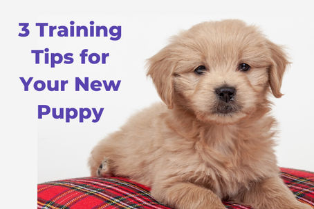 3 Training Tips for Your New Puppy