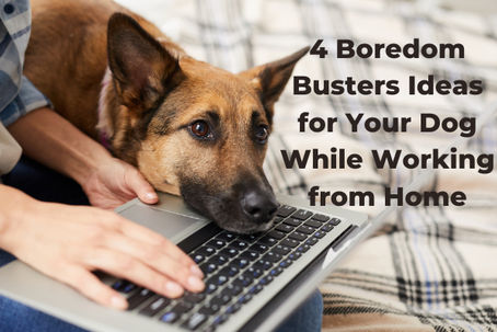 4 Boredom Buster Ideas for Your Dog While Working From Home