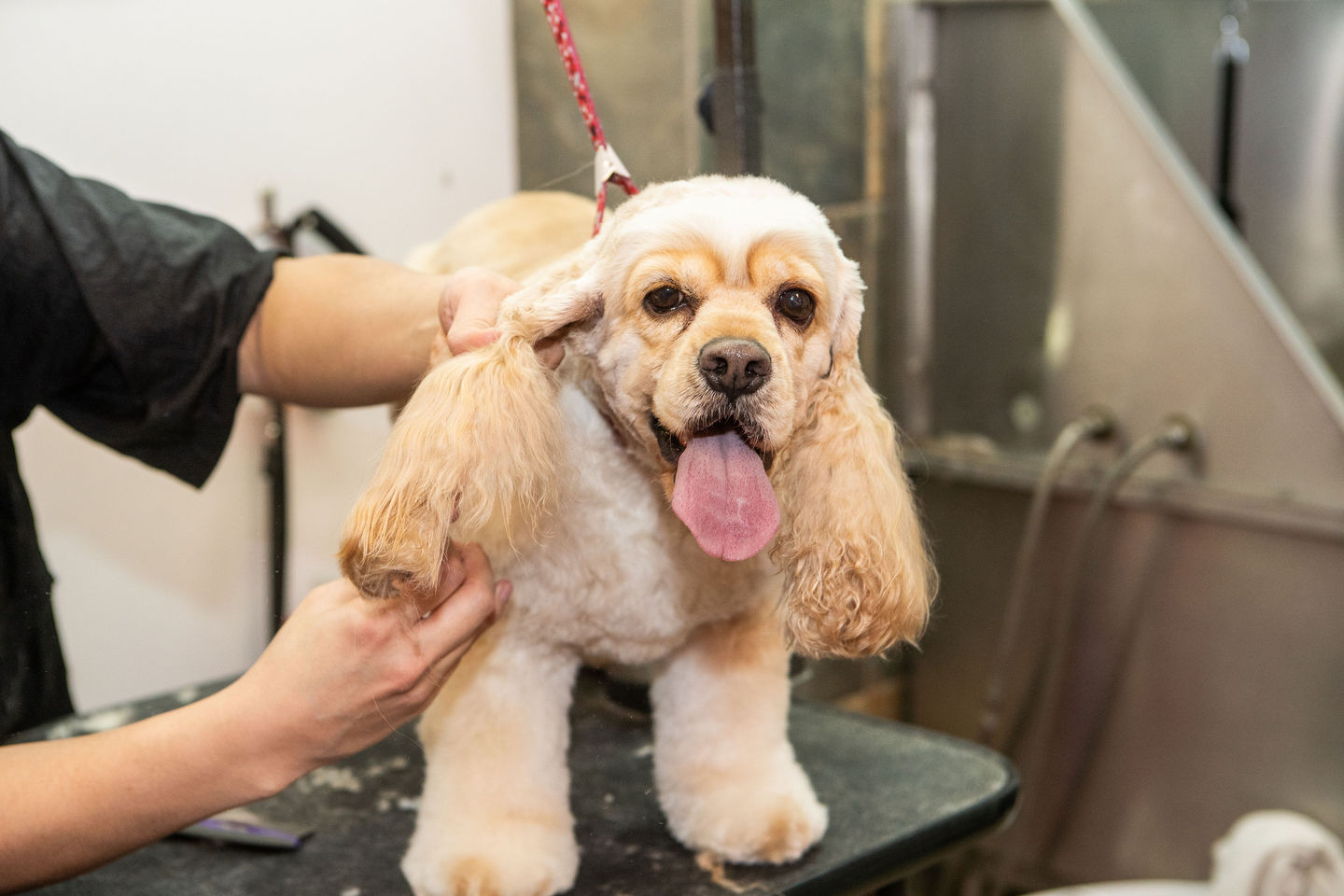 Woof Gang Bakery & Grooming San Antonio