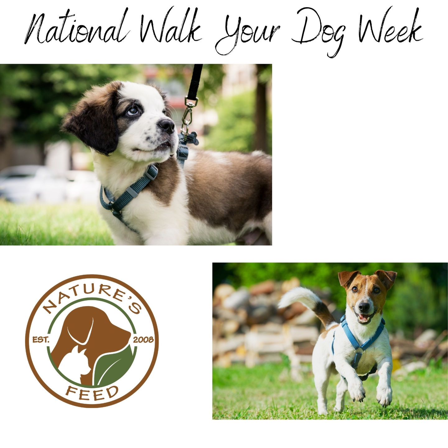 National Walk Your Dog Week Spring Grove, Illinois