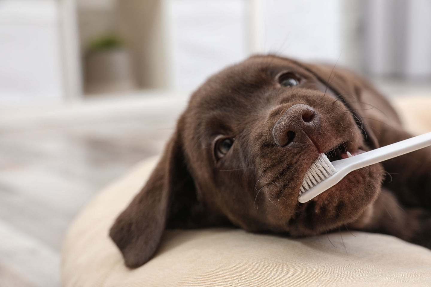 How Nutrition Plays a Role in Dental Health