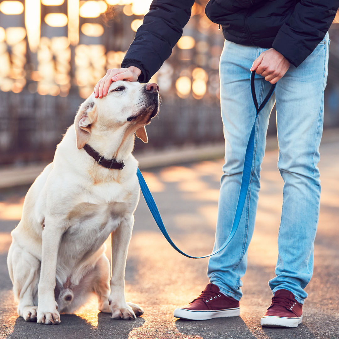 Dangers Of Retractable Leashes - Fleming Island, Florida